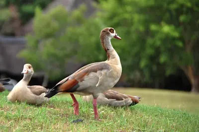 three ducks standing in the grass in a field at Kruger Park Lodge Unit No. 524 in Hazyview