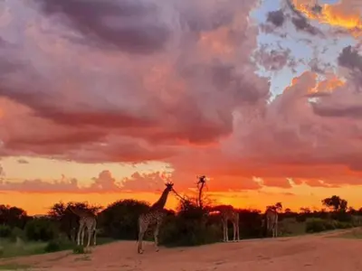 a group of giraffes standing on a dirt road at sunset at Zebula Golf and Wildlife Estate - Giraffe Plains Pax 4 - Moi Signature Luxury villa in Mabula