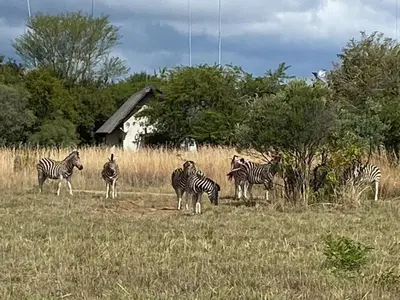a group of zebras standing in a field at Zebula Golf and Wildlife Estate - Oryx Walkway Pax 16 - Moi Signature Luxury villa in Mabula