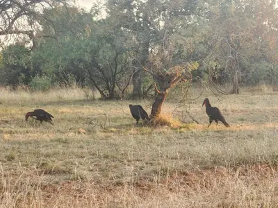 three birds walking in a field near a tree at Zebula Golf and Wildlife Estate - Open Plains Pax 10 - Moi Signature Luxury villa in Mabula
