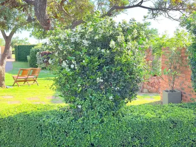 a large bush with white flowers in a yard at Private room Skyfall Country Estate in Polokwane