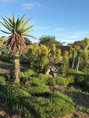 a palm tree in the middle of a field at The Comfy Corner @ Skyfall Country Estate in Polokwane