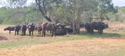 a herd of cattle standing in a field at Casa de la Presa 3 in Polokwane
