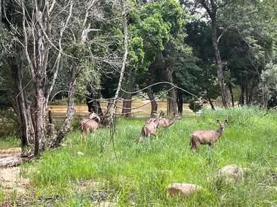 a group of deer standing in a field of grass at Blyde River Studio Units - bottom unit in Hoedspruit