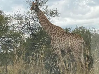 a giraffe standing in a field of tall grass at Mokaikai - The Soaring Eagle in Mabula