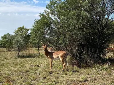 an antelope standing in a field next to a tree at Mokaikai - Elephants Crossing - Moi Exclusive Luxury Villa in Mabula