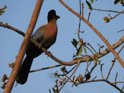 a bird perched on top of a tree branch at DaGama Dam - White River - Martial Eagle - C23 in Swartfontein