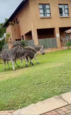 a group of zebras walking in front of a house at Elephant Villa Private Room in Nelspruit