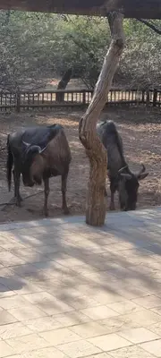 two cows are standing next to a tree at Nerina 662 in Leeupoort