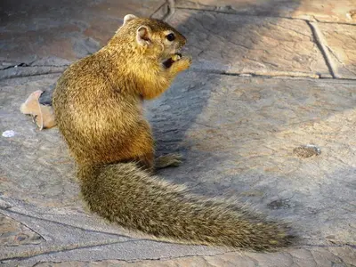 a squirrel sitting on the ground with its head up at Mabula Game Reserve in Welbekend