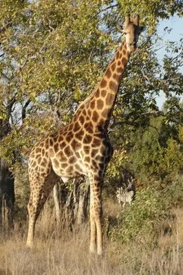 a giraffe standing in a field next to a zebra at Bushtime at Mabula in Bela-Bela