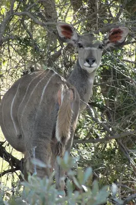 a baby deer is standing in a tree at Bushtime at Mabula in Bela-Bela