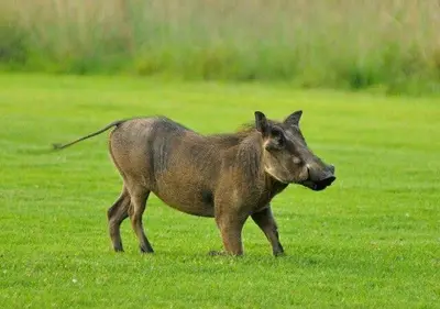 a small animal walking in a field of grass at 205 Zebula, 4 bedroom house in Warmbaths