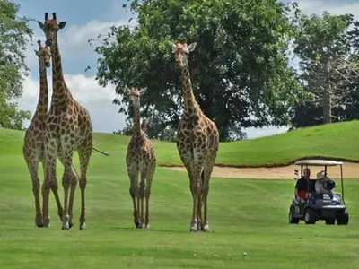a group of giraffes standing in front of a golf cart at 205 Zebula, 4 bedroom house in Warmbaths