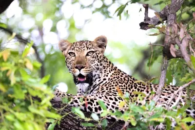 a leopard sitting in a tree with its mouth open at Karongwe - Chisomo Safari Camp in Hoedspruit