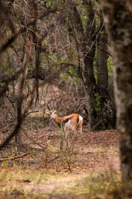 a gazelle standing in the woods at The Triangle Retreat - Modimolle in Modimolle