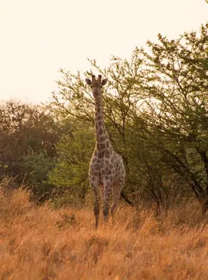 a giraffe standing in a field of tall grass at The Triangle Retreat - Modimolle in Modimolle