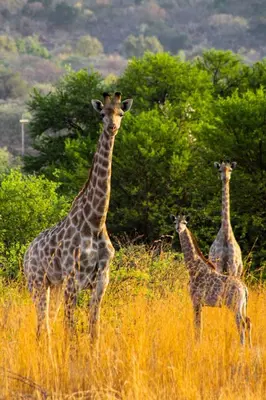 three giraffes standing in a field of tall grass at Trinity Pod - Modimolle in Modimolle