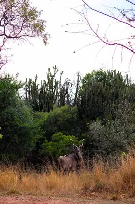 a bull standing in the grass in a field at Braai & Bubbles - Modimolle in Modimolle