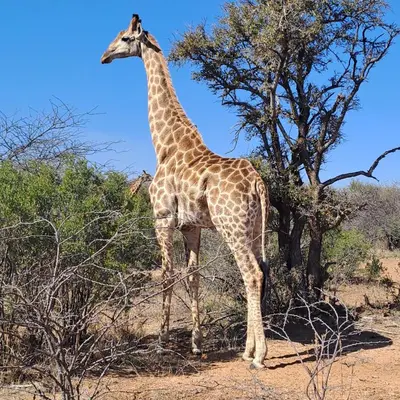 a giraffe standing in front of a tree at River Ridge Log Home - Inside Dinokeng Big 5 in Klipdrift