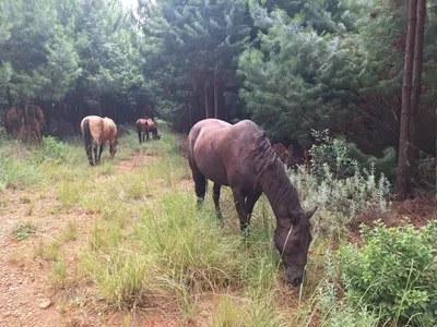 three horses grazing in a field of grass at AmaZeng chalet Wolf in Lydenburg
