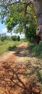 a dirt road with a tree on the side of it at Hartbeest Bush Stay #29 in Hartbeespoort