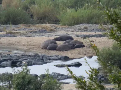 a group of elephants laying in the sand near water at Villa-Candilabra Guesthouse in Komatipoort