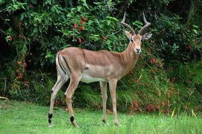 a gazelle standing in the grass in a field at Legend Safaris 257A - in Kruger Park Lodge in Hazyview
