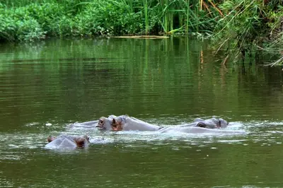 three elephants swimming in a body of water at Kruger Park Lodge Unit No. 611 in Hazyview