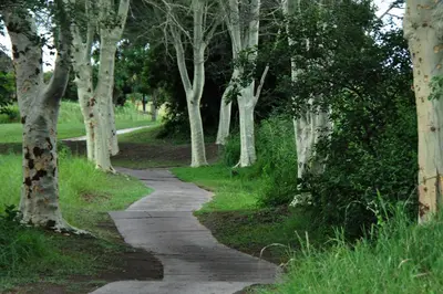 a path through a park with trees on either side at Kruger Park Lodge Unit No. 612 in Hazyview