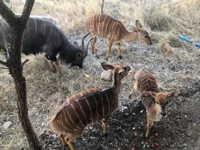 a group of animals standing in a field at Niani villa in Hoedspruit