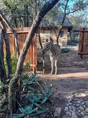 a zebra standing next to a wooden fence at Injabulo in Marloth Park